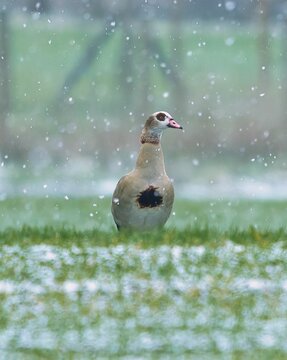 Egyptian goose in the snow on a lush green grassy field in Dresden, Germany