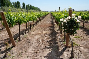 Grapes growing on vines in a vinyard in Mendoza, Argentina. Rose bushes planted to detect any...