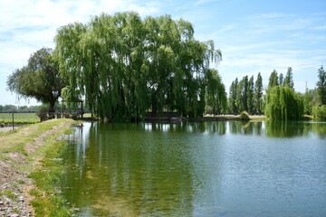 Weeping willow tree reflected in a lake at an Argentinian Vineyard. 