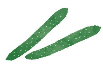 きゅうりのイラスト　胡瓜