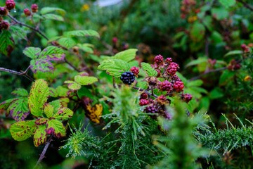 Close-up of small, vibrant purple blackberries growing in a lush green garden