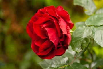 Closeup of a red rose