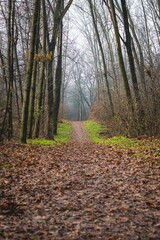 Fototapeta premium Scenic winding path leading into a lush forest shrouded in misty fog, with leafless autumn trees