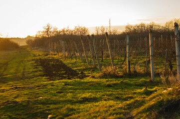 Scenic view of wine field at golden hour