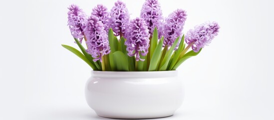 A white flowerpot with purple houseplant flowers on a white background. The violet petals contrast beautifully with the terrestrial plant in the vase