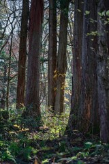 Obraz premium Dense trees in a forest