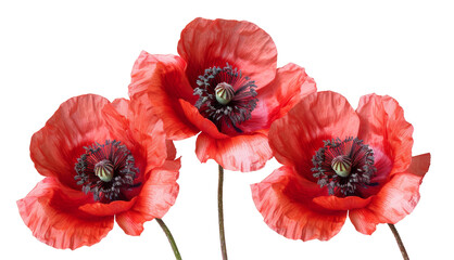 Vibrant red poppies with detailed black centers png on transparent background