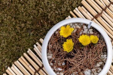 Overhead view of Adonis spring flowers arrangement in a pot placed on top of gravel stones - obrazy, fototapety, plakaty