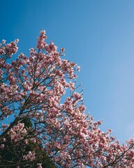 Vibrant pink spring blossom against a clear blue sky