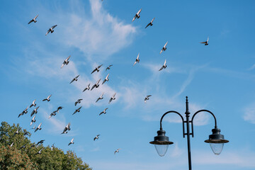 Flock of pigeons flies over green trees in the park