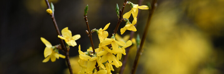 Wunderschön Texturreiches Forsythien Banner in gelber Blütenpracht mit verschwommenem Traumhaften...