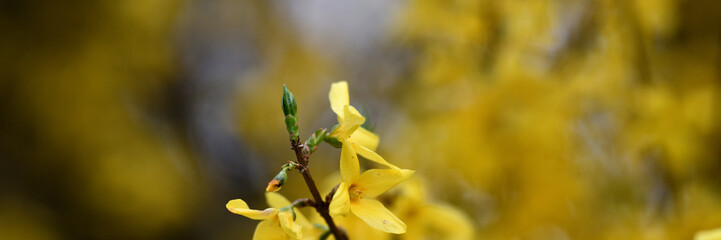 Wunderschön kunstvolles Web Banner in Blütenpracht mit verschwommenem frischem Frühlings-Hintergrund und Platz für Text