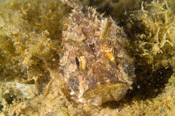 Scorpionfish scorpaena scrofa on the bottom of the mediterranean Alghero, Mediterranean sea,...