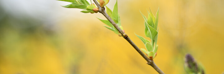 Lila Flieder Ast vor schönem Garten Hintergrund mit Textfreiraum