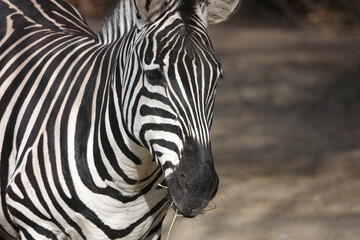 Zebra with black and white stripes chewing on grass