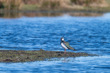 Northern Lapwing sitting at beach