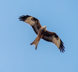 Red kite in flight