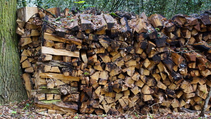 stère bois de forêt 