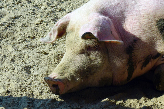 Portrait of a pink hog alone in an outdoor pigsty