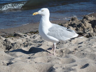 Möwen am Strand