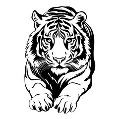 tiger on white