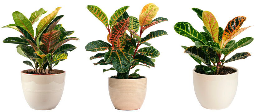 Collection of croton plant displayed in simple ceramic pot transparent background