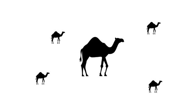 Zoom in and out animation the camel symbol. Large black symbol in the center and four small symbols around. Seamless looped 4k animation on white background