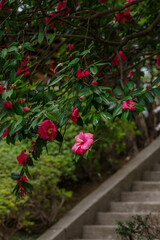 Fototapeta na wymiar 紀尾井町に咲く美しいツバキ