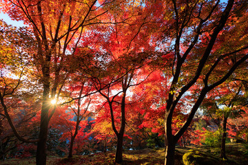 Vibrant red maple tree in a temple, Japan - 770750256
