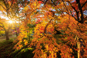 Vibrant red maple tree in Japan - 770750284