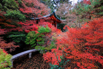 Vibrant red maple tree in Japan - 770750285
