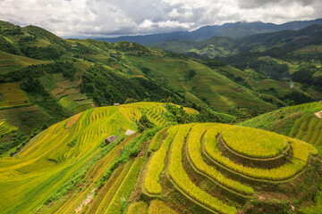 Vietnamese terrace ricefield aerial view - 770750462