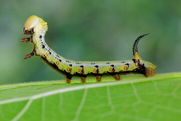 A large sphinx caterpillar with black spots is crawling on a leaf