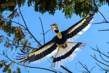 Great hornbill flying among the tree branches, Langkawi, Malaysia - 770750487