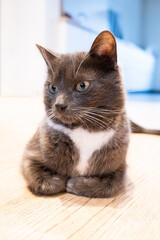 Chat blanc et gris posé au sol.