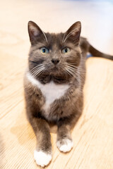 Chat gris et blanc couché sur fond clair