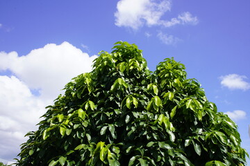Malay rose apple tree (Syzygium malaccense) Myrtaceae family. Fortaleza - Ceara, Brazil.