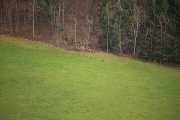 Two Roe Deer grazing in a Field