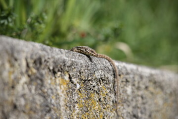 Naklejka na ściany i meble Common wall lizard laying on a wall (horizontal)