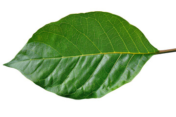Lush green leaf with detailed veins png on transparent background
