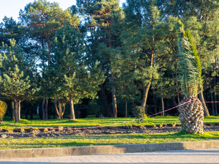   Improvement of the resort. Construction of a bicycle path among palm trees