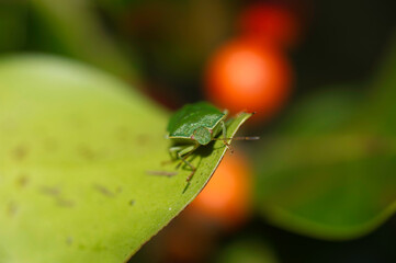 macro of a bug on a leaf, Nezara viridula (green shield bug; southern stink bug; stink bug)....