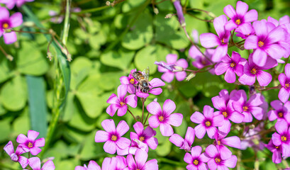 flowers in the garden
