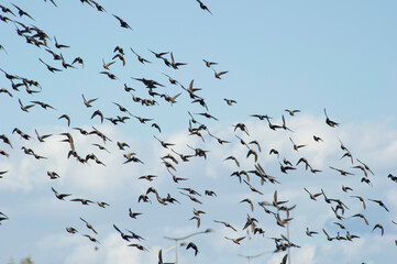 Starlings (Sturnus vulgaris). In flight, Platamona pond, Sorso, Sassari. SS, Sardinia. Italy