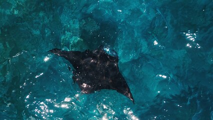 Giant oceanic manta ray swims in ocean. Mobula birostris slowly swims underwater at Manta Point near Nusa Penida island. Bali, Indonesia - obrazy, fototapety, plakaty