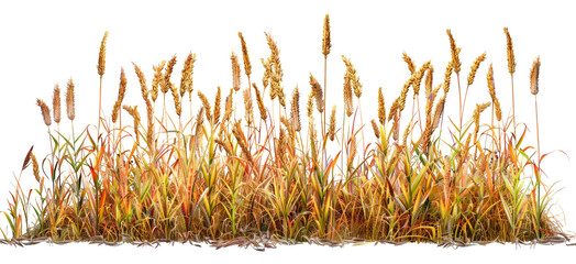 Golden wheat field ready for harvest with full roots on show png on transparent background - obrazy, fototapety, plakaty