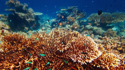 Naklejka na ściany i meble Healthy coral reef underwater in Komodo National Park in Indonesia