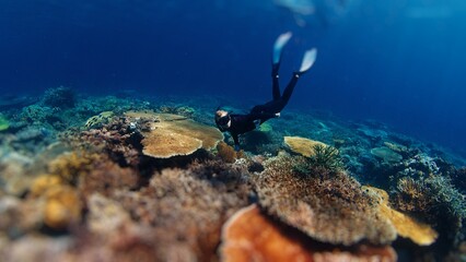 Freediving on the abundant healthy reef. Woman freediver glides underwater and watches the healthy...