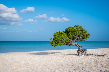 Fofoti tree (Divi Divi or Watapana tree) on Eagle Beach, Aruba's natural compass pointing southwestern due to the trade winds that blow across the Caribbean island from the north-east (February 2024)