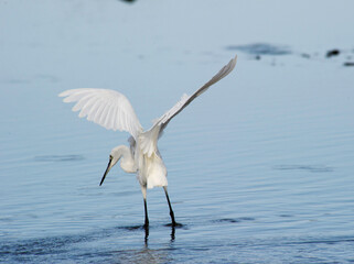 White egret Garzetta fishing, Stintino lagoon, Sassari, Sardinia, Italy